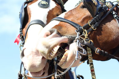 Low angle view of horses against sky