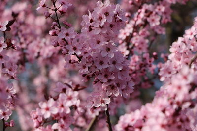 Close-up of pink flowers on branch