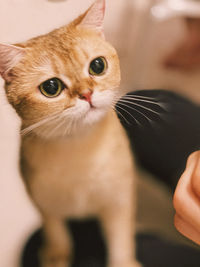Close-up portrait of cat
