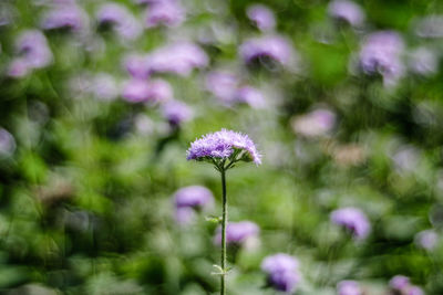 Close-up of purple flowering plant on field