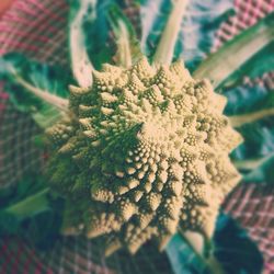 Close-up of plant against blurred background