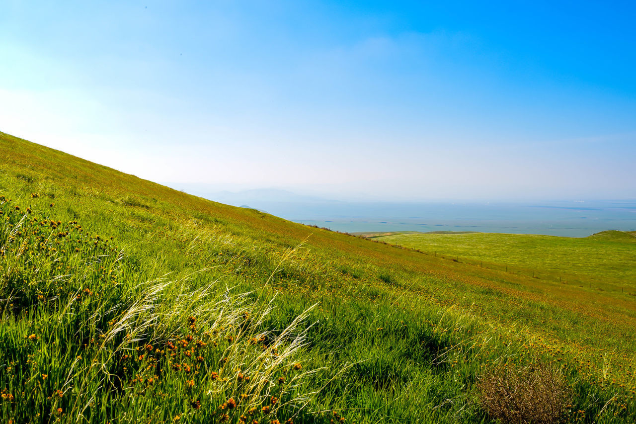 Green grass blue sky