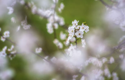 Close-up of white flowers