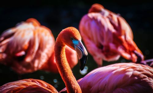 Flamingos against black background