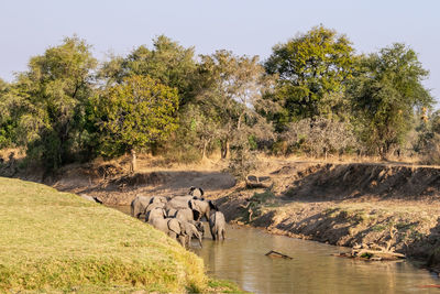 An amazing close up of a huge elephants group crossing the waters of an african river