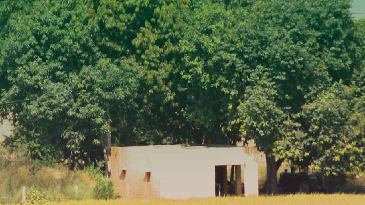 TREES ON FIELD