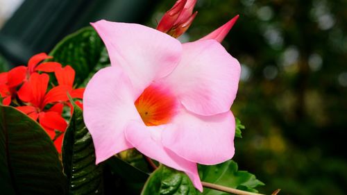 Close-up of pink flower blooming outdoors