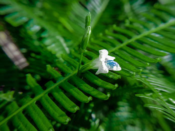 High angle view of white flowers on tree