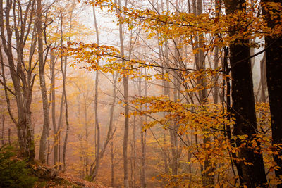 View of autumnal trees in forest