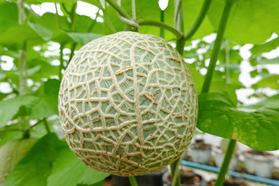 Close-up of lemon growing on plant