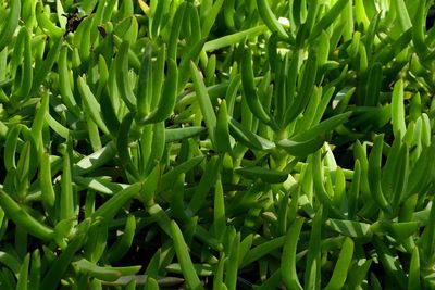 Full frame shot of fresh green plants