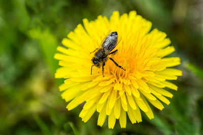 Close-up of insect on yellow flower