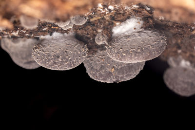 macro photography