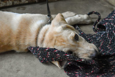 High angle view of dog sleeping at home