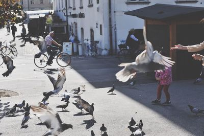 Cropped image of person feeding pigeons in city