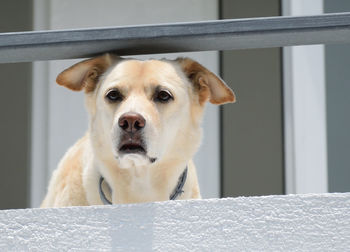 Close-up portrait of white dog