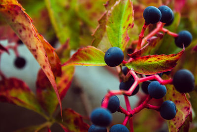 Close-up of berries growing on plant