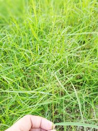 Close-up of hand on grass field