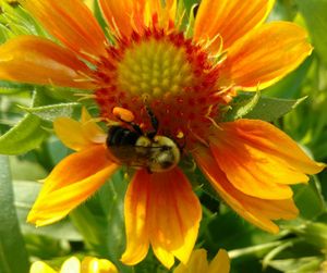 Close-up of bee on orange flower