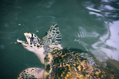 High angle view of turtle swimming in lake