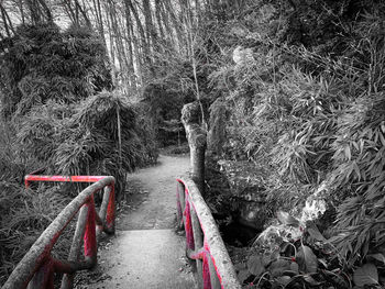 Empty footpath amidst trees in forest