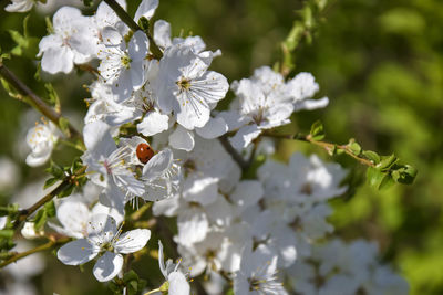 Branches of cherry blossoms in garden in spring. close-up.