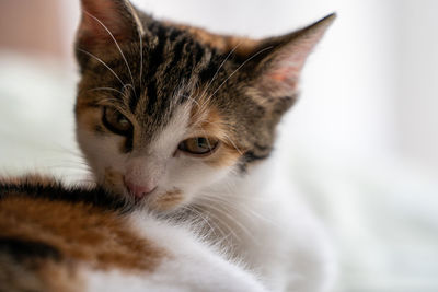 Close-up portrait of a cat