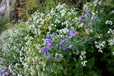 Close-up of purple flowers