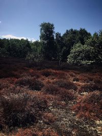 Scenic view of forest against clear sky