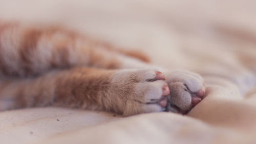 Close-up of cat sleeping