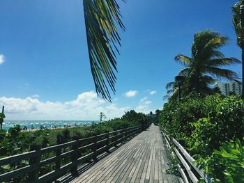 Railroad tracks by palm trees against blue sky