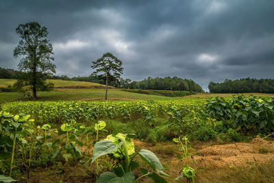 Scenic view of agricultural field against sky