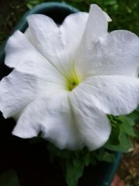 Close-up of white flower blooming outdoors