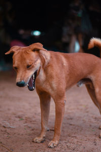 Close-up of a dog looking away