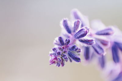 Close-up of purple flowers against white background