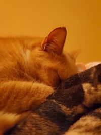 Close-up of cat sleeping