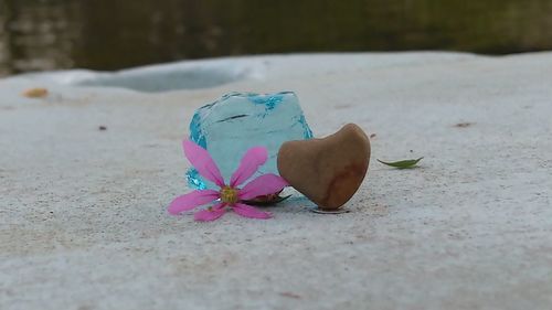 Close-up of pink flower on land