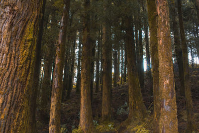 Trees in forest