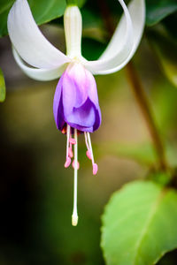 Close-up of pink orchid flower