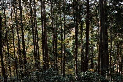 Trees growing in forest