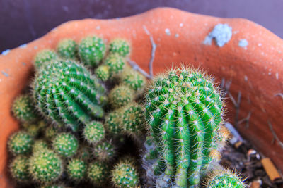 Close-up of succulent plant