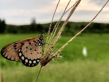 Close-up of butterfly on grass
