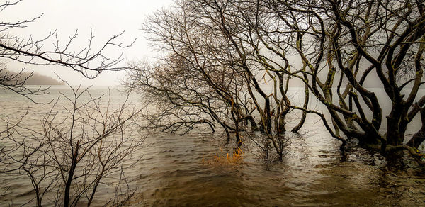 Bare trees by lake against sky in forest