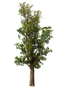 Low angle view of tree against sky