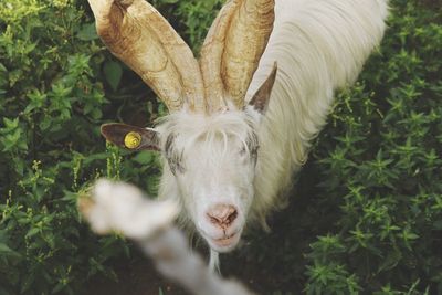 High angle portrait of sheep amidst plants