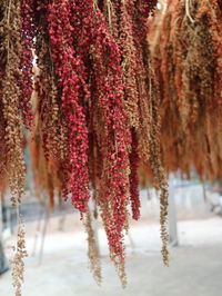 Close-up of red flower hanging on plant