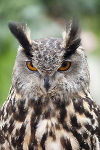 Close-up portrait of eagle owl