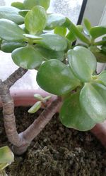 Close-up of fruits growing on plant