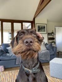 Portrait of dog sitting at home