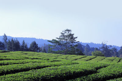 Scenic view of agricultural field against clear sky